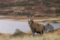 Picture Title - Red Deer Stag