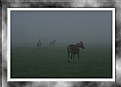 Picture Title - Off into the fog