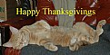 Picture Title - Thanksgiving Kitty