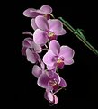 Picture Title - hanging orchids