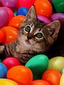 Picture Title - Easter Kitten