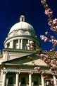 Picture Title - CAPITOL BLOOMS