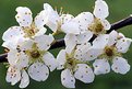 Picture Title - Almond Blossoms