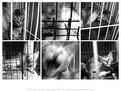 Picture Title - catstreet ~ a1069-74