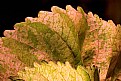 Picture Title - Leaf Art