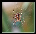 Picture Title - The Spider