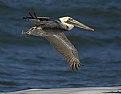 Picture Title - Brown Pelican