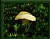 Lonely mushroom