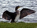 Picture Title - Airing Shag