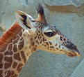 Picture Title - giraffe