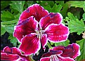 Picture Title - Geraniums (Pelargonium)