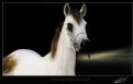 Picture Title - (HORSE)