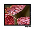 Picture Title - Red Leaves with Insect