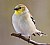 Back Deck Series - American Goldfinch Male