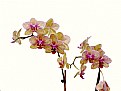 Picture Title - Orchids 3
