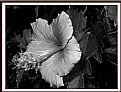 Picture Title - hibiscus...