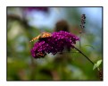 Picture Title - Butterfly & Bee 2