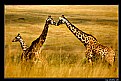 Picture Title - Giraffe Family