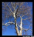 Picture Title - Sycamore tree against the sky