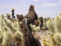 Picture Title - death of a cactus