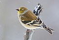 Picture Title - Back Deck Series - Facing into the wind - Female American Goldfinch