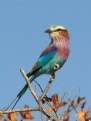 Picture Title - Lilac Crested Roller