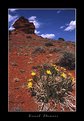 Picture Title - Desert Flowers