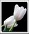 White Tulips