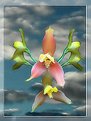 Picture Title - Flying Orchids