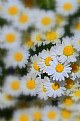 Picture Title - daisy paradise