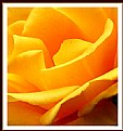 Picture Title - the yellow rose..