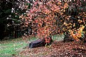 Picture Title - Tree and Rock