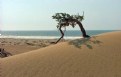 Picture Title - Tiny beach tree