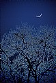 Picture Title - Crescent Moon & Venus