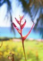 Picture Title - Puerto Rican Flower