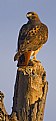 Picture Title - Red-Tailed Hawk - Bosqué del Apache, NM