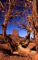 Picture Title - Mitten in the tree