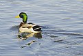 Picture Title - Mallard
