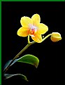 Picture Title - The Orchid