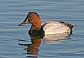 Picture Title - Canvasback  and the Origin of its Name
