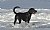 Black Dog on Beach