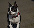 Picture Title - Boston Terrier on Beach