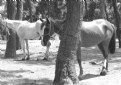 Picture Title - Atlar/ Horses
