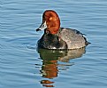 Picture Title - Redhead Duck