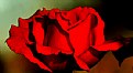 Picture Title - red rose 