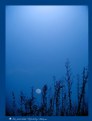 Picture Title - Blue Moon 