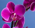 Picture Title - Orchid