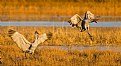 Picture Title - Sandhill Crane Mated Pair Landing