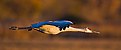 Flight Shot Sandhill Crane