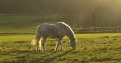 Picture Title - horse in the evening winter sun